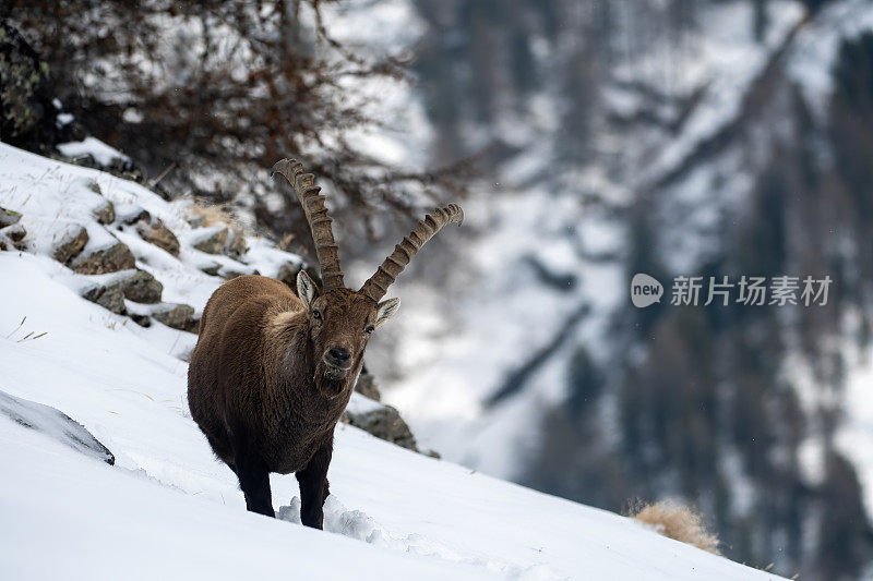 意大利valsavarenche Val D 'aosta的高山野山羊雄性在冬季下雪的环境中